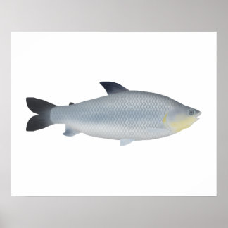 Poster Piauçu