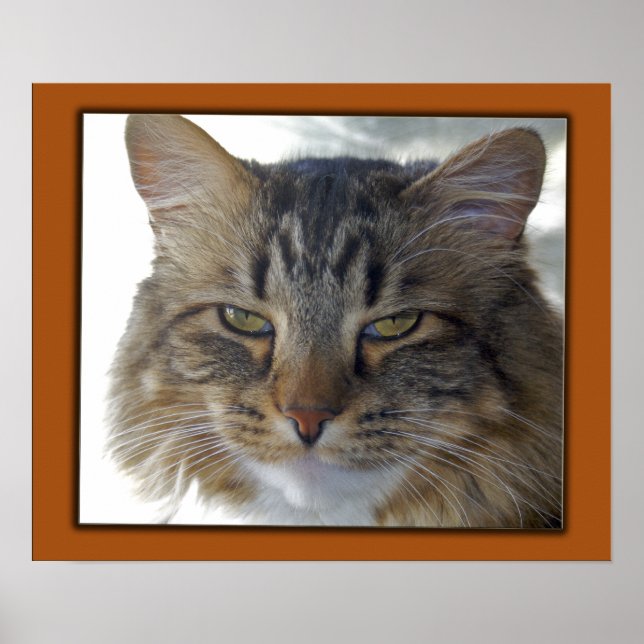 Póster Pic de Zak (Frente)