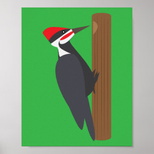 Poster Pica-pau