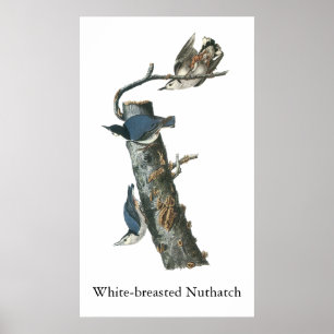 Poster Pica-pau-cinzento Branco-breasted, John Audubon