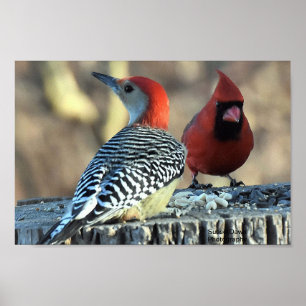 Poster Pica-pau-de-bico-vermelho e cardeal-vermelho