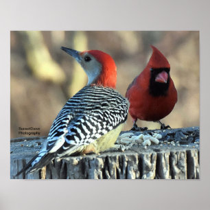 Poster Pica-pau-de-bico-vermelho e cardeal-vermelho