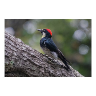 Póster Pica-Pau-de-Carreiras Cartaz Glossy | Arte de Aves