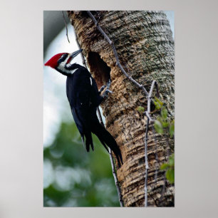 Póster Pica-pau de Pileated