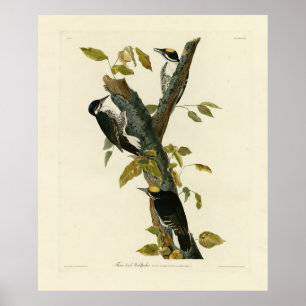 Poster Pica-pau de três dedos - Aves da América de Audubo