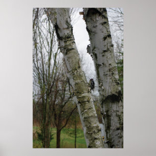 Póster Pica-pau em primavera