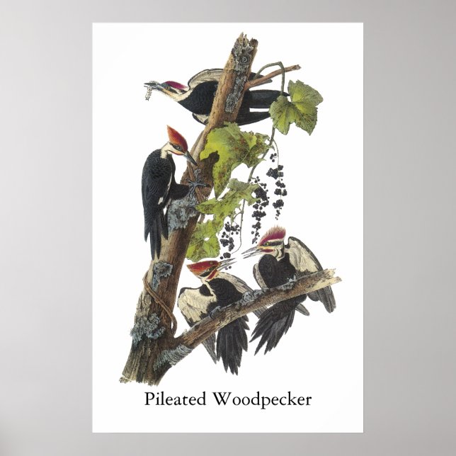 Póster Pica-Pau Pileado, John Audubon (Frente)