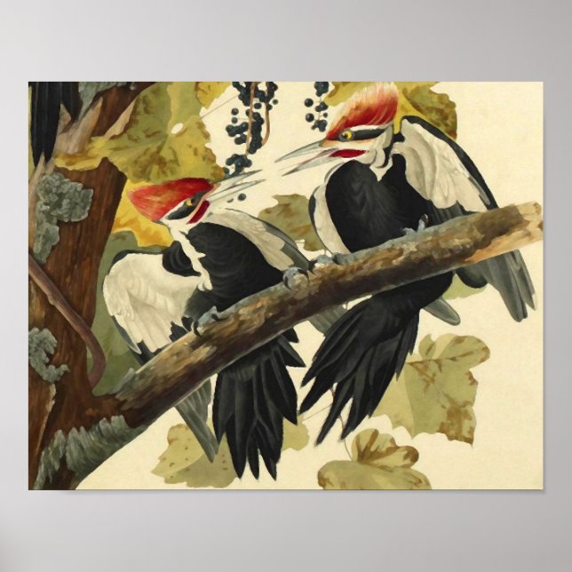 Poster Pica-Pau Pileado, John James Audubon (Frente)