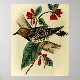 Póster Pica-pau preto de Breasted