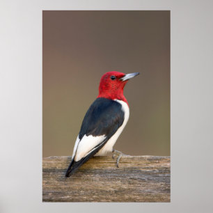 Póster pica-pau Vermelho-dirigido na cerca