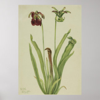 Poster Picherfina (Sarracenia rubra)
