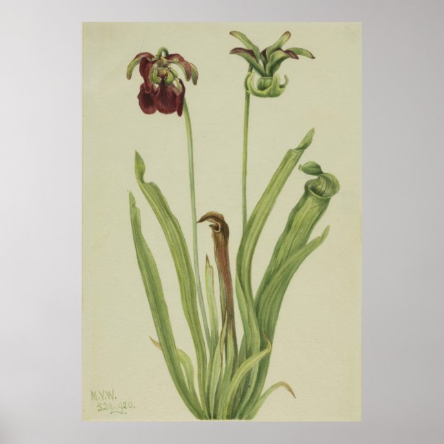 Poster Picherfina (Sarracenia rubra) (Frente)