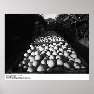 Poster Picking Citrus, Janeiro de 1956, por Ansel Adams