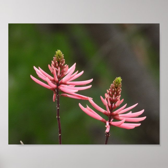 Poster Picos de Flores Rosa Fotografia da Natureza (Frente)