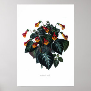 Póster Picta de Achimenes