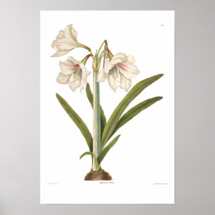 Póster Picta do Amaryllis