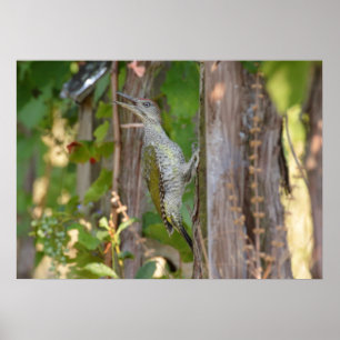 Póster Picus Viridis - Grünspecht