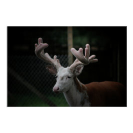 Póster Piebald Deer