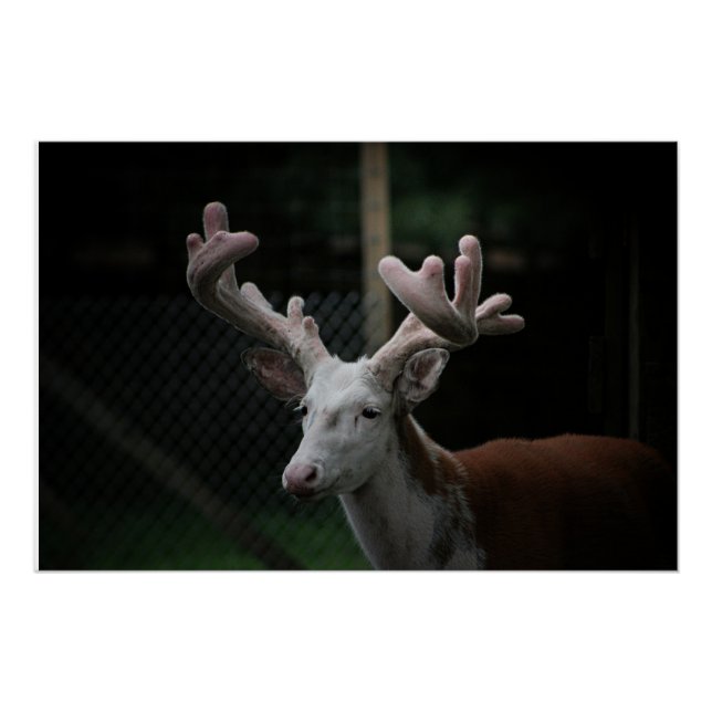 Póster Piebald Deer (Frente)