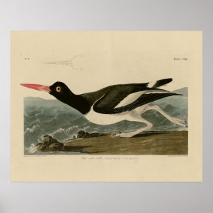 Poster Pied oyster catcher - Audubon's Birds of America