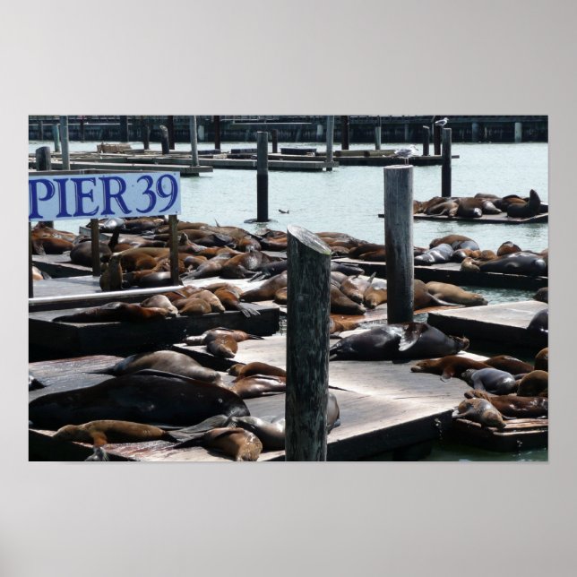 Poster Pier 39 Leões do Mar (Frente)
