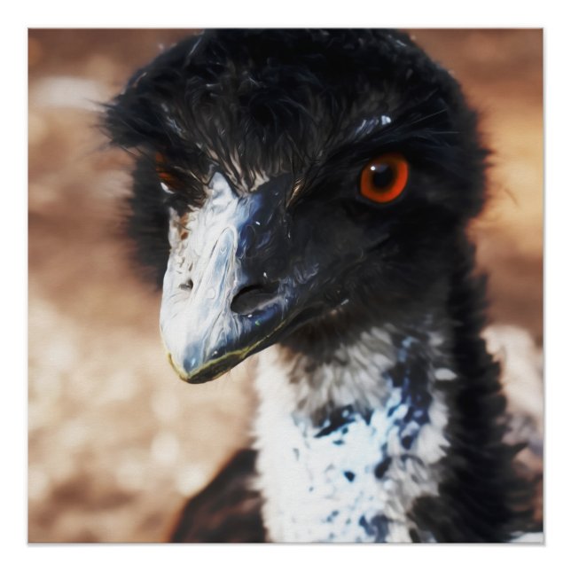 Póster Piercing Eyes of Outback (Frente)