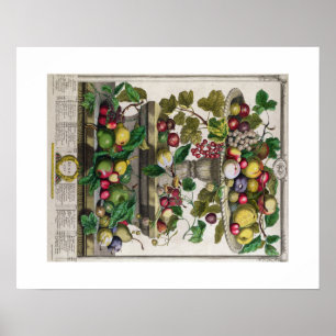 Póster Pieter Casteels, doze meses das frutas, junho