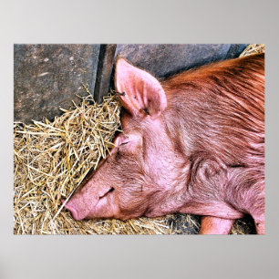 POSTER PIG CUTO