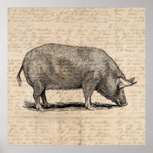 Poster Pig Illustration Antique Art Script Paper Style
