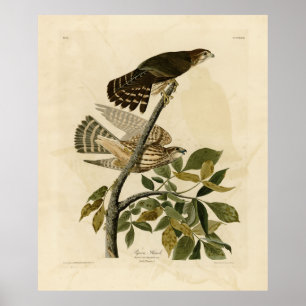 Poster Pigeon Hawk (Merlin) - Aves da América de Audubon