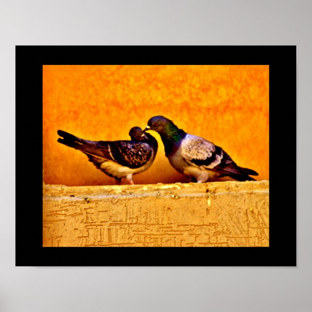 Poster Pigeon Lovers (Frente)