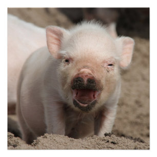 Póster Piglet_2014_1101