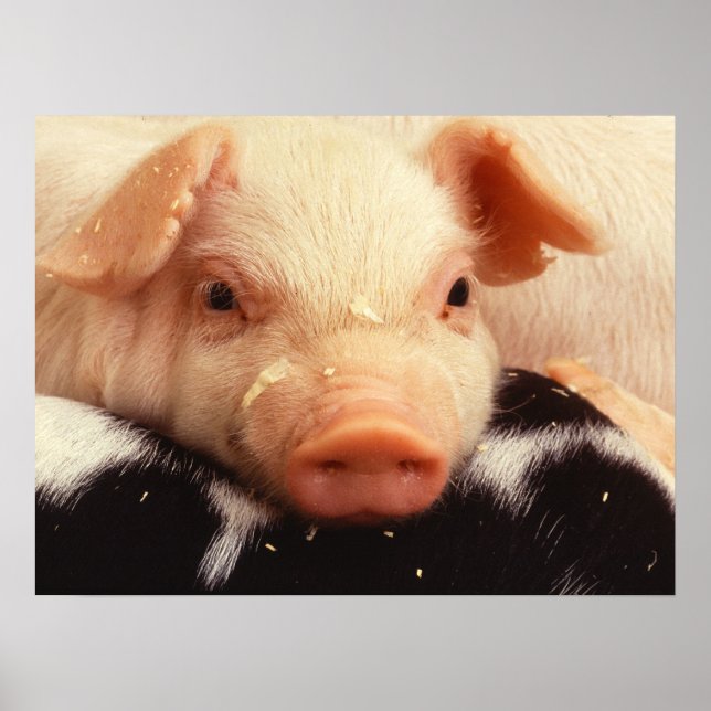 Póster Piglet preguiçoso (Frente)