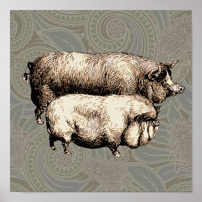 Póster Pigres Antigos Desenho de piggy da vindima (Frente)