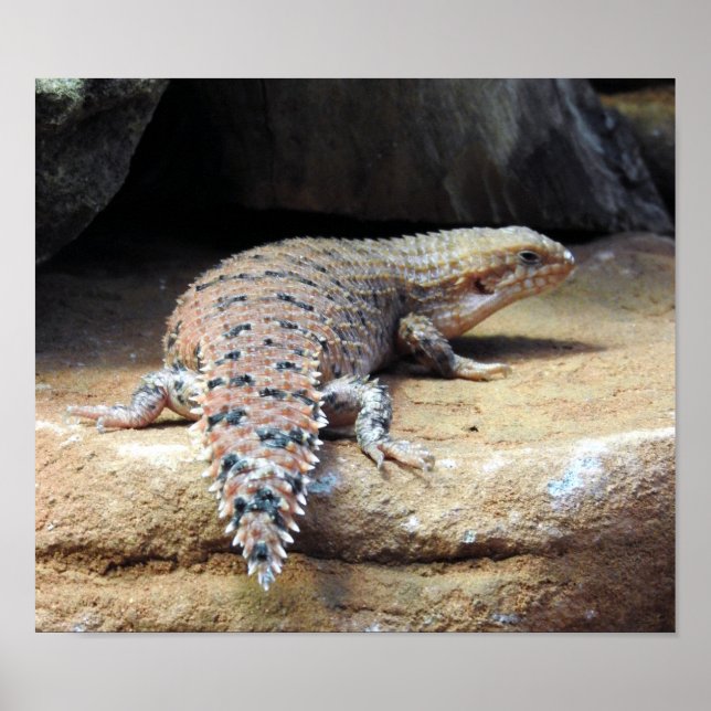 Poster Pilbara Spiny-tail Skink (Frente)