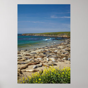 Póster Pilha de vedações de elefante