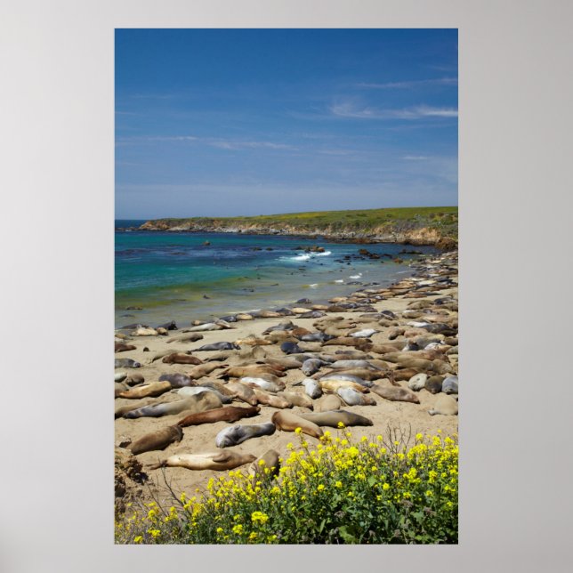 Póster Pilha de vedações de elefante (Frente)