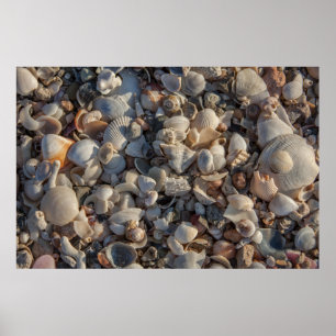 Poster Pilha dos Seashells