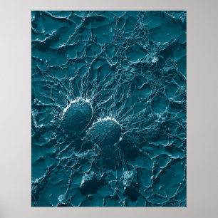 Póster Pilhas bacterianas do staphylococcus - fim áureo