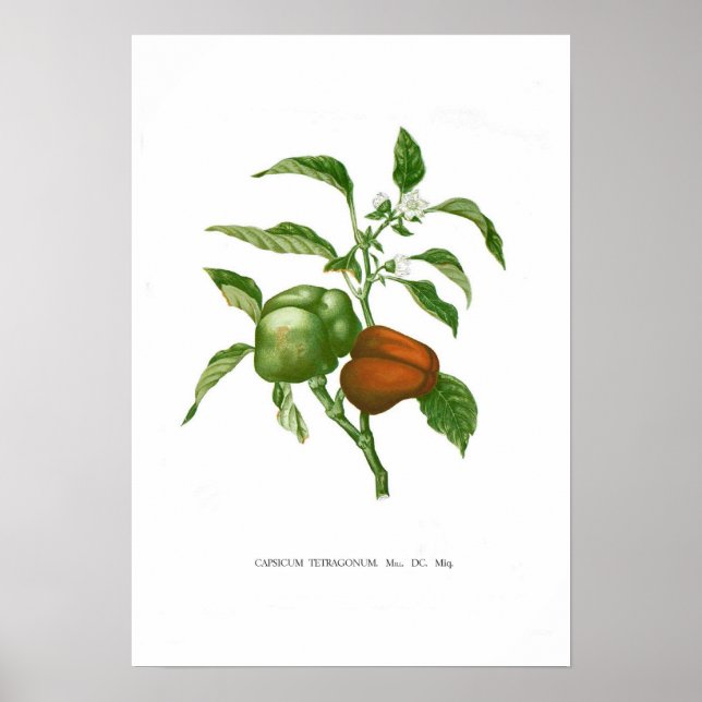 Poster Pimenta (Frente)