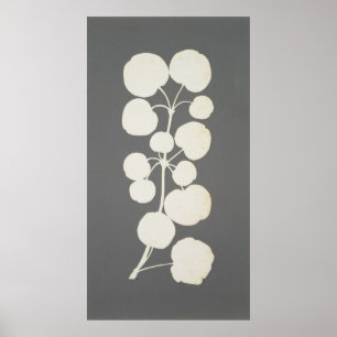 Póster Pimenta de caiena