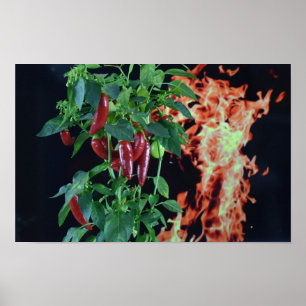 Poster Pimenta Quente Ardente.