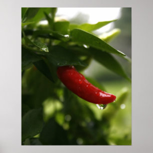 Póster Pimenta vermelha na chuva