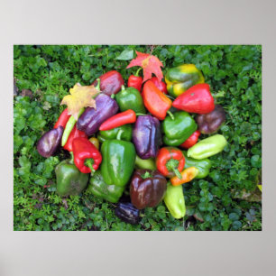 Póster Pimentas & folhas de bordo