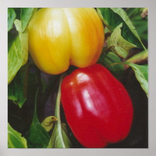 Poster Pimentões de Red Bell chegam a Planta com Folhas