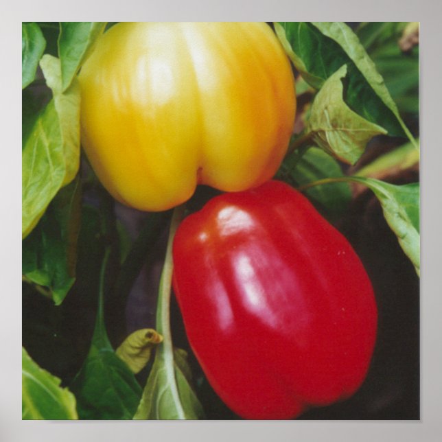 Poster Pimentões de Red Bell chegam a Planta com Folhas (Frente)
