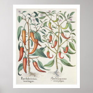 Póster Pimentos: 1.Piper Indicum maximum longum; 2.Piper 