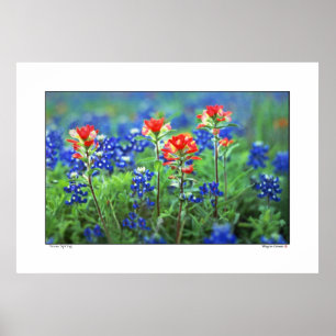Póster Pincel e Bluebonnets - Texas