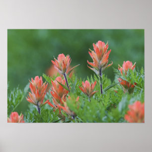 Póster Pincel indiano, Castilleja miniata, Ouray,