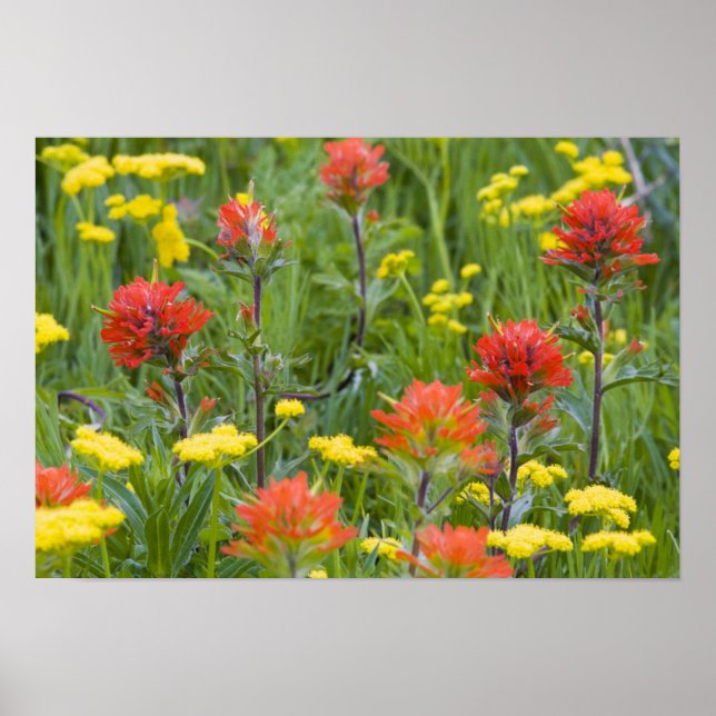Poster Pincel indiano e flores silvestres de biscuitroot (Frente)